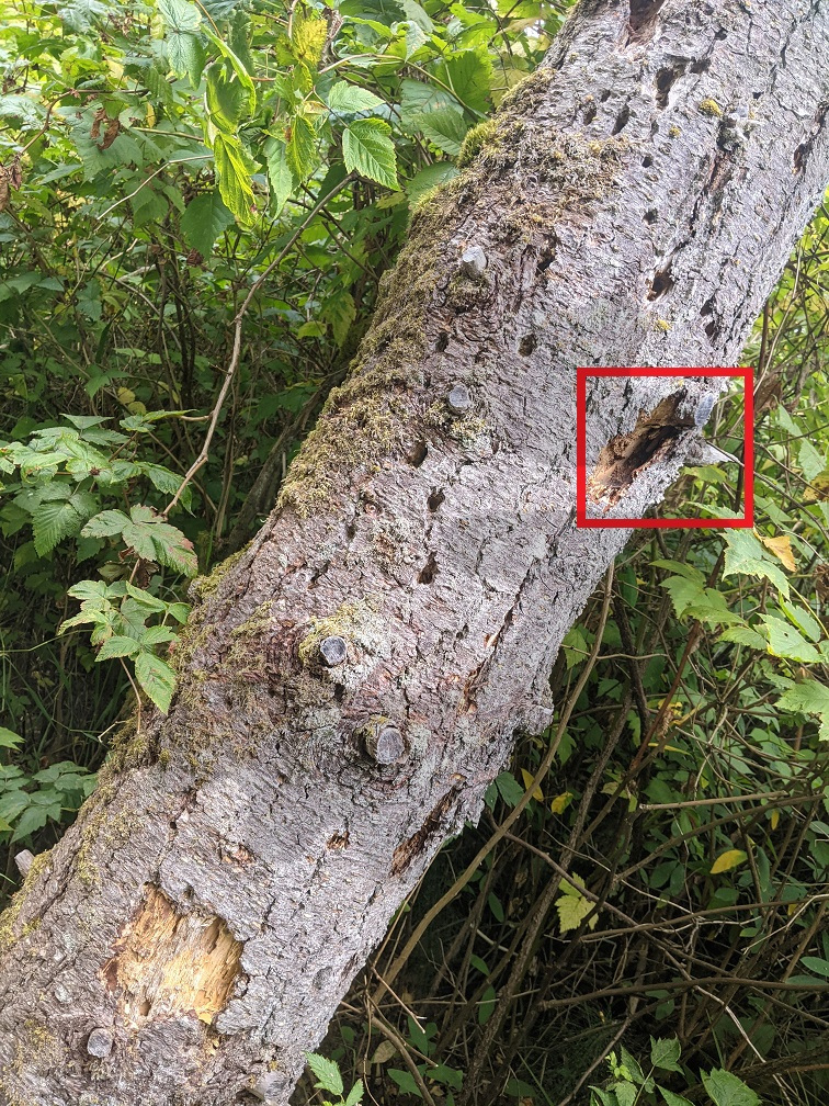 Woodpeckers and spiders alike catch insects in this tree.