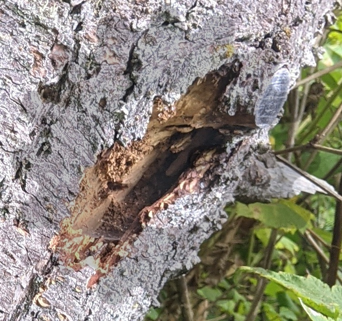 See the spider web inside the large cavity?